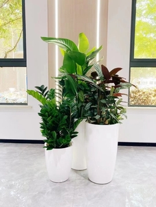 专业镇海植物租赁，为您装点别样环境